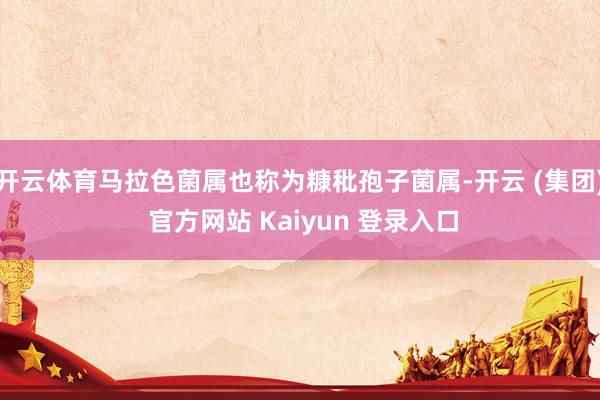 开云体育马拉色菌属也称为糠秕孢子菌属-开云 (集团) 官方网站 Kaiyun 登录入口